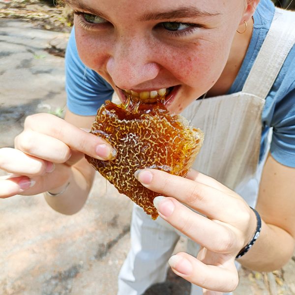 Fresh Honey Comb